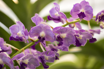 Purple orchid flowers in garden