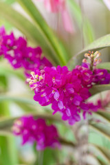 Purple orchid flowers in garden