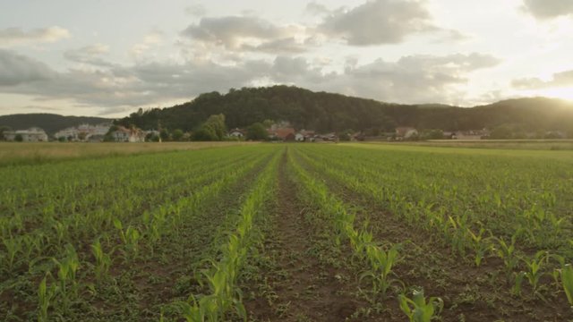 AERIAL SLOW MOTION: Rows of young small maize on big cornfield at sunrise