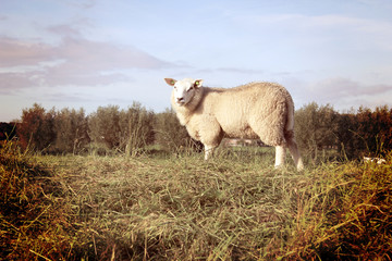 Sheep in vintage tones. 