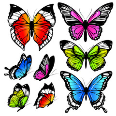 Obrazy na Szkle  projekt motyle