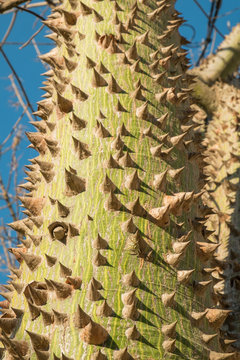 Silk floss tree