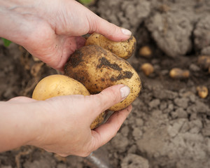 Digging potato harvest