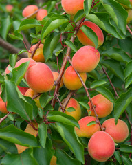 Apricots on branch