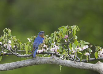 Male Eastern Bluebird Perched in Flower Buds