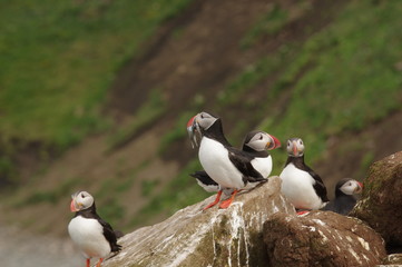 Puffins auf Island