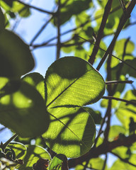 Folhas do pequizeiro, árvore típica do bioma do Cerrado brasileiro
