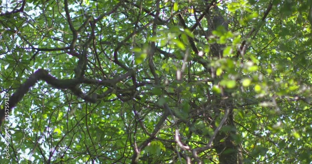 Poster camera looking up at the trees in a woods