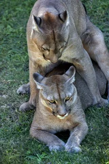 Keuken foto achterwand Poema Cougar paar paring (Puma concolor)