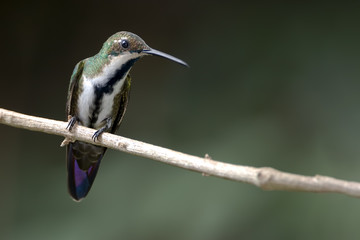 Picaflor multicolor (Anthracothorax nigricollis) posado en una rama 