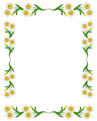 spring flowers narcissus isolated on white background