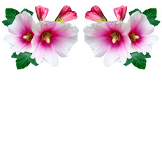 mallow flowers isolated on white background