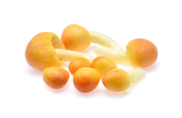 yellow mushrooms isolated on white background