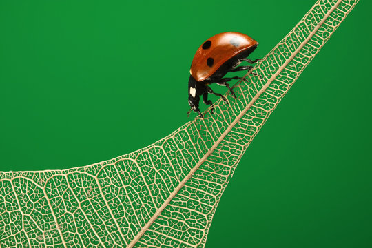 where have all the green leaves gone?