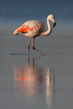 Fototapeta Flamenco chileno (Phoenicopterus chilensis) caminando en el agua