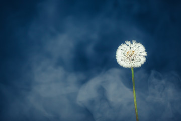 dandelion flower on mist background