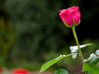 Close-up view of a Pink Hybrid T Rose