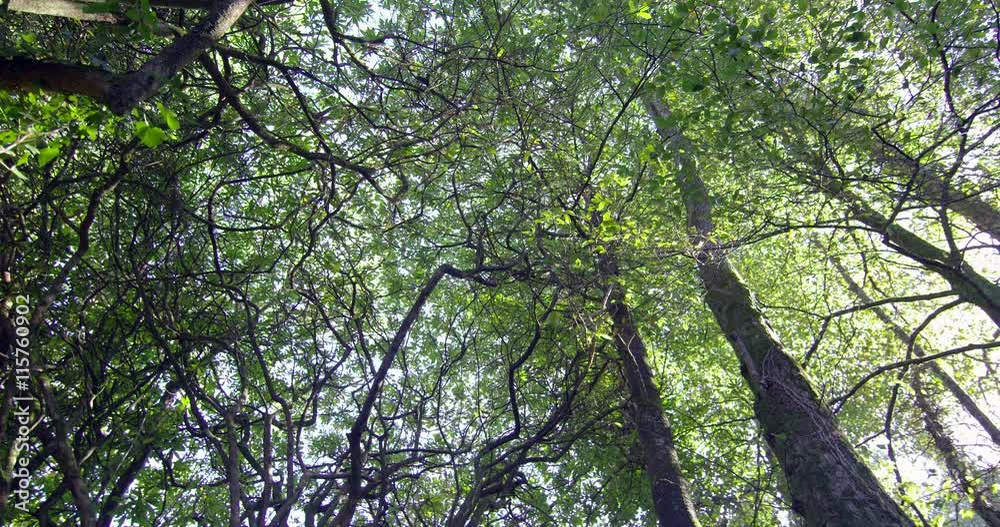 Poster camera looking up at the tall trees in a woods