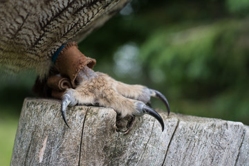 Close-up view of the talon of an Eagle Owl (Bubo bubo) at a bird of prey center.