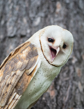 A Barn Owl (Tyto alba) hooting in the forest.
