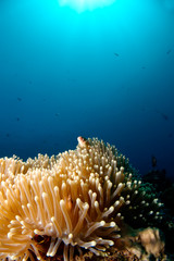 Dreamer. Clown fish looks out of the anemone coral.