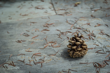 Conifer cone