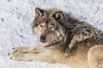 Gray Wolf in the Snow Looking up at the Camera