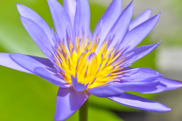 florescent purple lotus