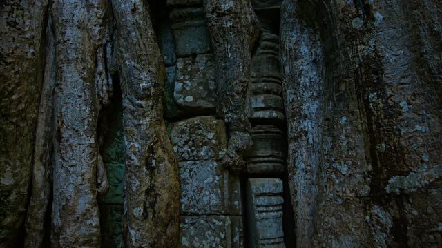 Thick trunk and roots of a mature, tropical tree, growing between the stone blocks of an ancient temple ruin in Southeast Asia. Video 4k