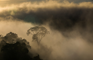 Hala-bala narathiwas the morning light landscape view (Rainfores