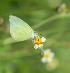 Common Grass Yellow butterfly (Eurema hecabe contubrenalis (Moor