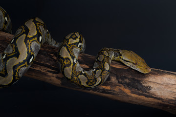 Obraz premium boa snake close up