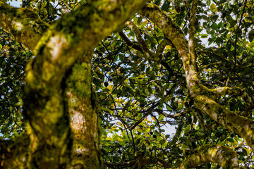 Fototapeta premium Avocado Tree Crown