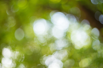 Obraz premium Abstract Green Bokeh Natural Background