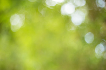 Fototapeta premium Abstract Green Bokeh Natural Background