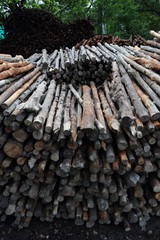 mangrove wood to be processed as charcoal