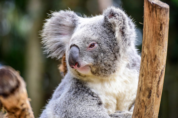 Fototapeta premium Adorable Koala Bear in Koala Sanctuary