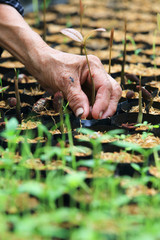 female hands hold a young seedling