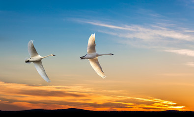 Fototapeta na wymiar Migrating cranes spring or autumn season
