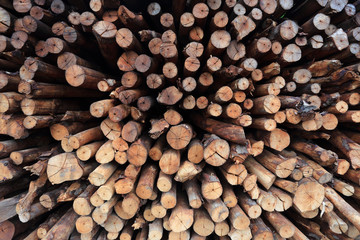 mangrove wood to be processed as charcoal