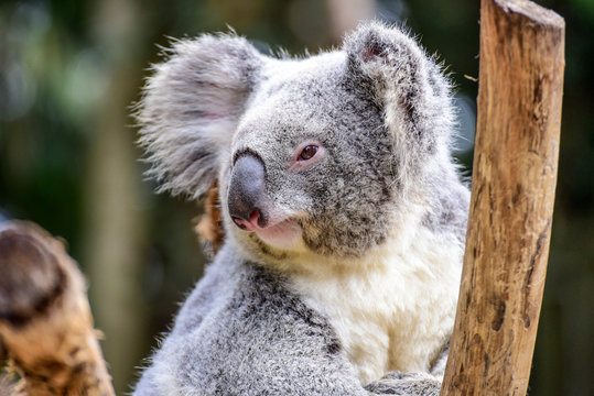 Adorable Koala Bear in Koala Sanctuary