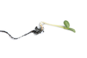 Germinating runner sunflower seed
