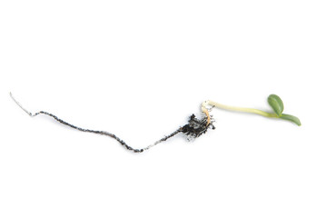 Germinating runner sunflower seed