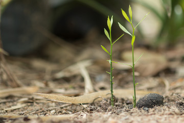 Young plant in the morning light