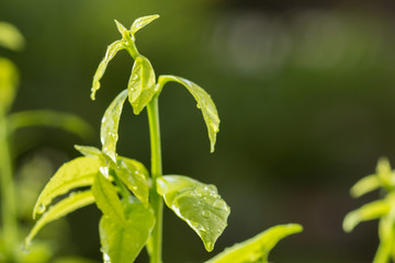 Sprout in the forest