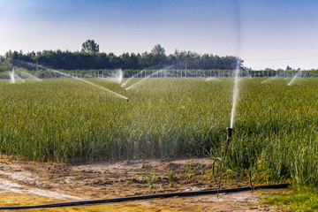 irrigation of cultivated fields