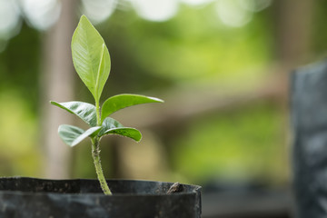 Young plant in the morning light