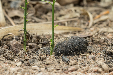 Young plant in the morning light