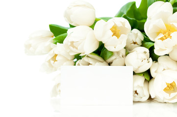 Tulips isolated on white background