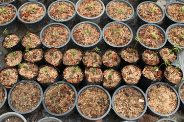 Organic   seedlings